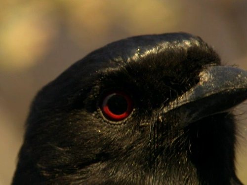 Кадр 3 з Африка 1 сезон