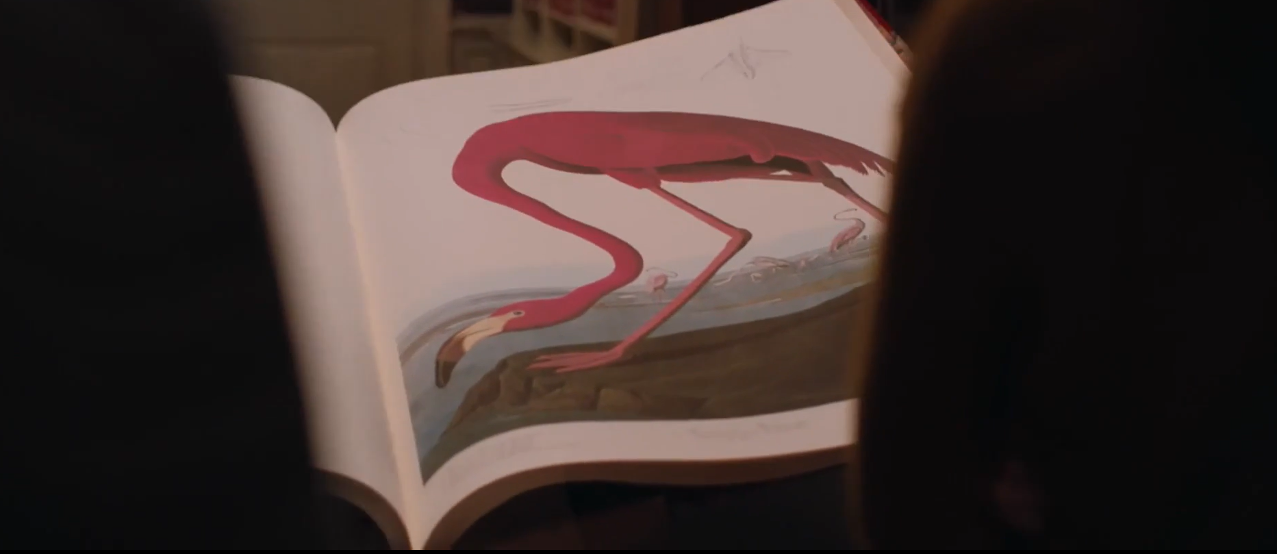 Кадр 4 з Американські тварини