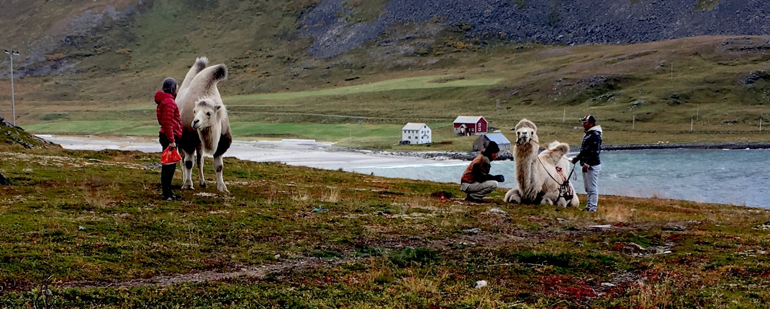 Кадр 3 з Арктичні верблюди