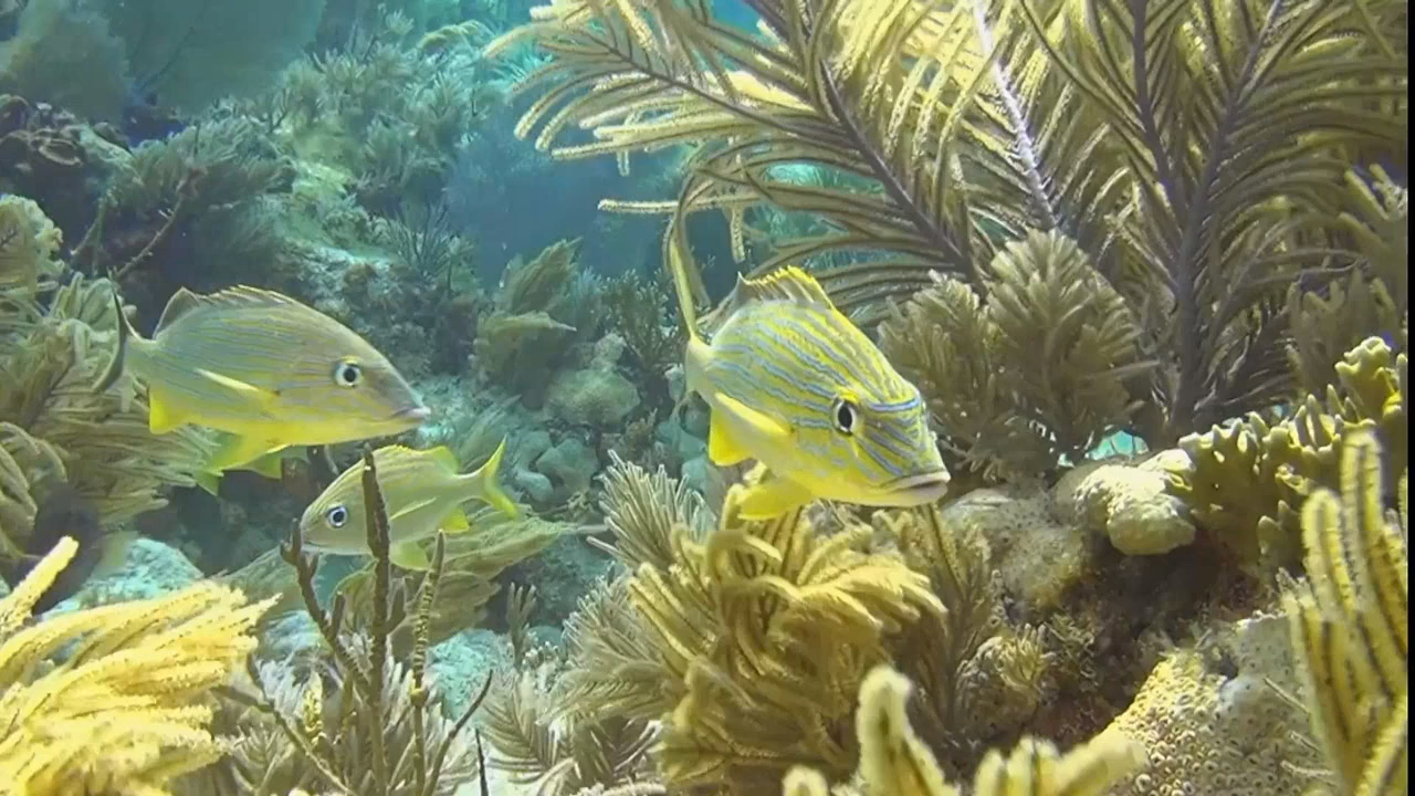 Кадр 1 з Багамські острови: Таємничі печери і затонулі кораблі