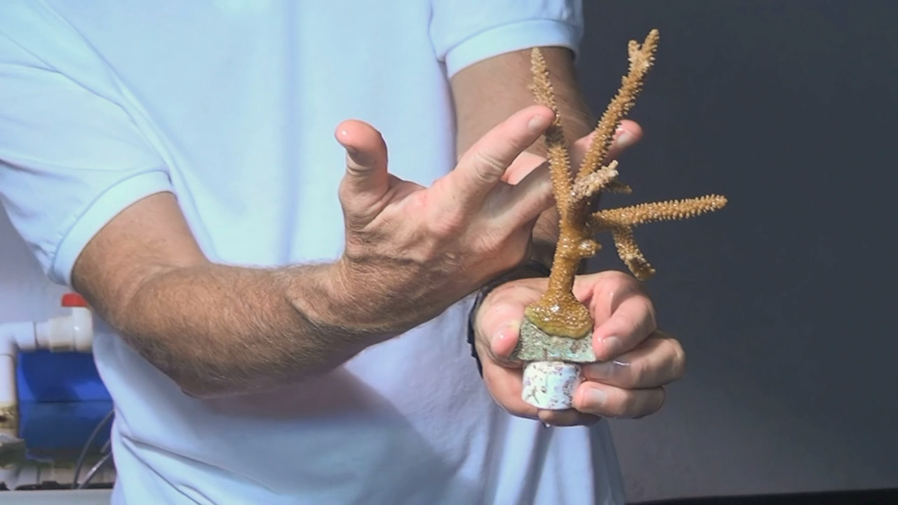 Кадр 2 з Багамські острови: Таємничі печери і затонулі кораблі