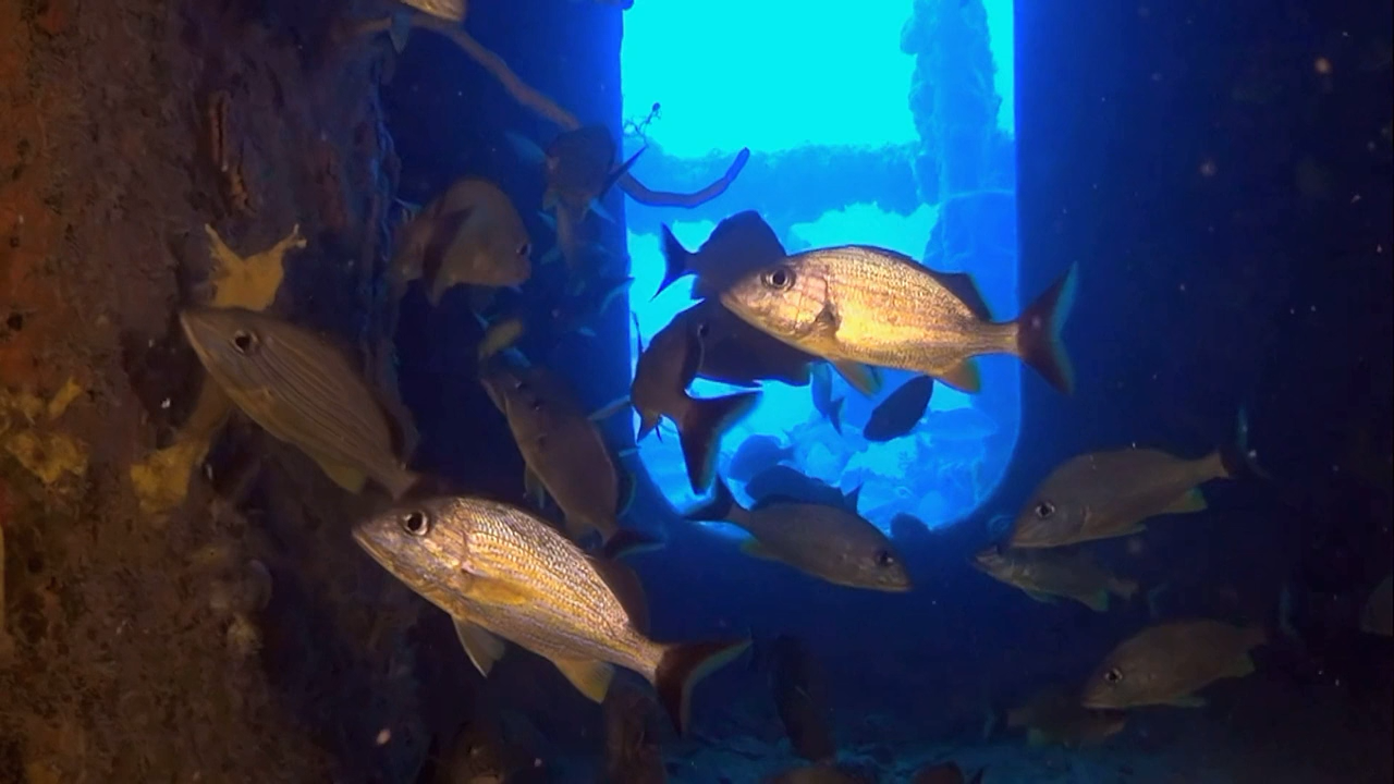 Кадр 4 з Багамські острови: Таємничі печери і затонулі кораблі