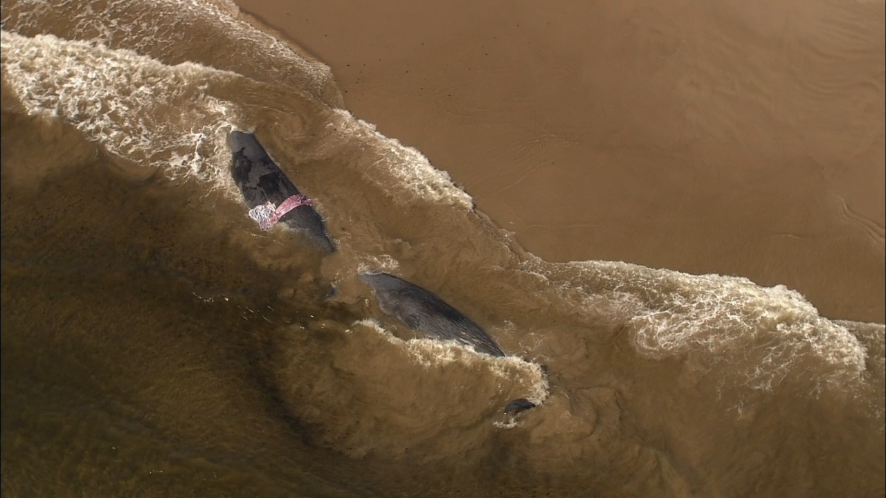 Кадр 1 з BBC. Таємниці Тихоокеанcького півдня / Південь Тихого океану 1 сезон