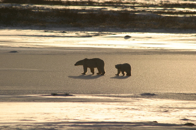 Кадр 1 з Білий ведмідь