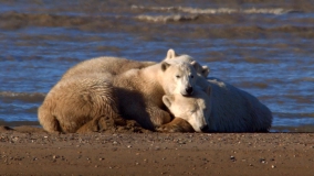 Кадр 3 з Білий ведмідь