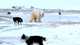Кадр 4 з Білий ведмідь
