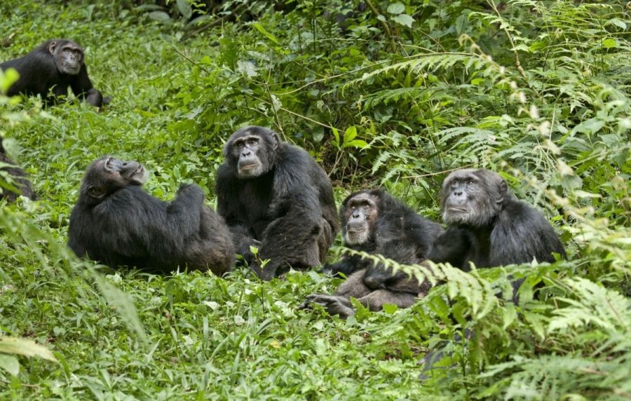 Кадр 1 з Шимпанзе