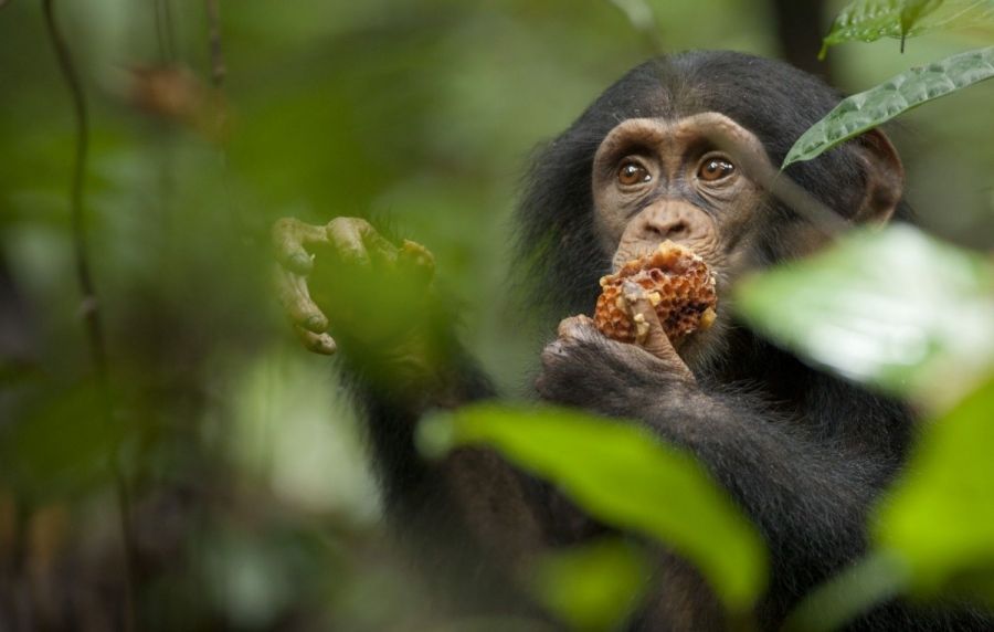 Кадр 2 з Шимпанзе