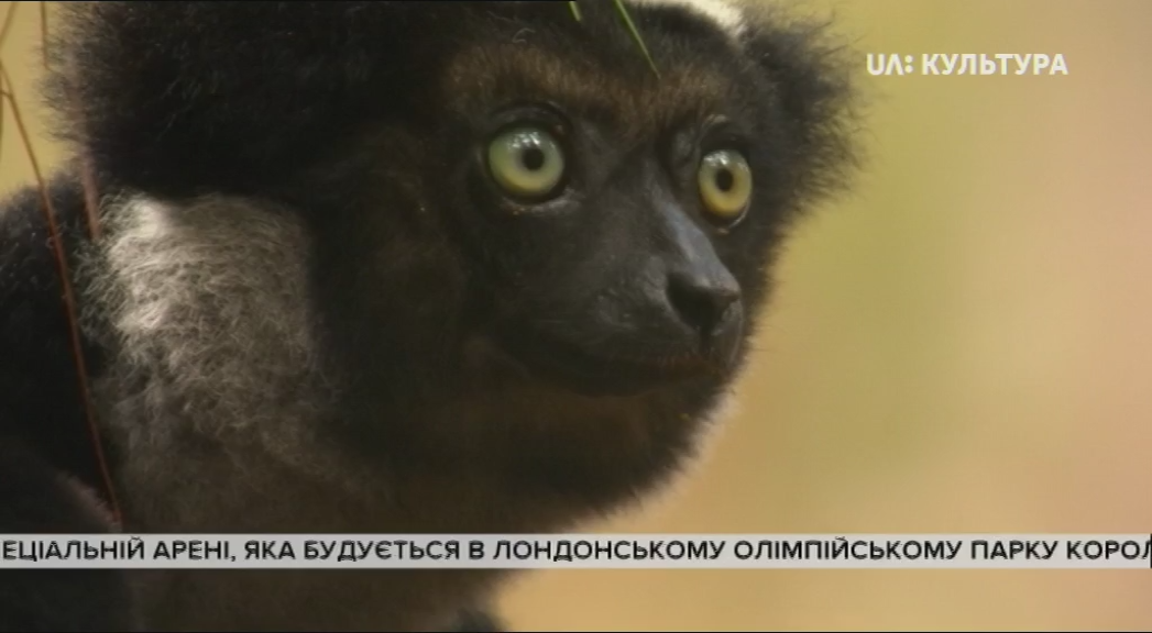 Кадр 1 з Дикий Мадагаскар