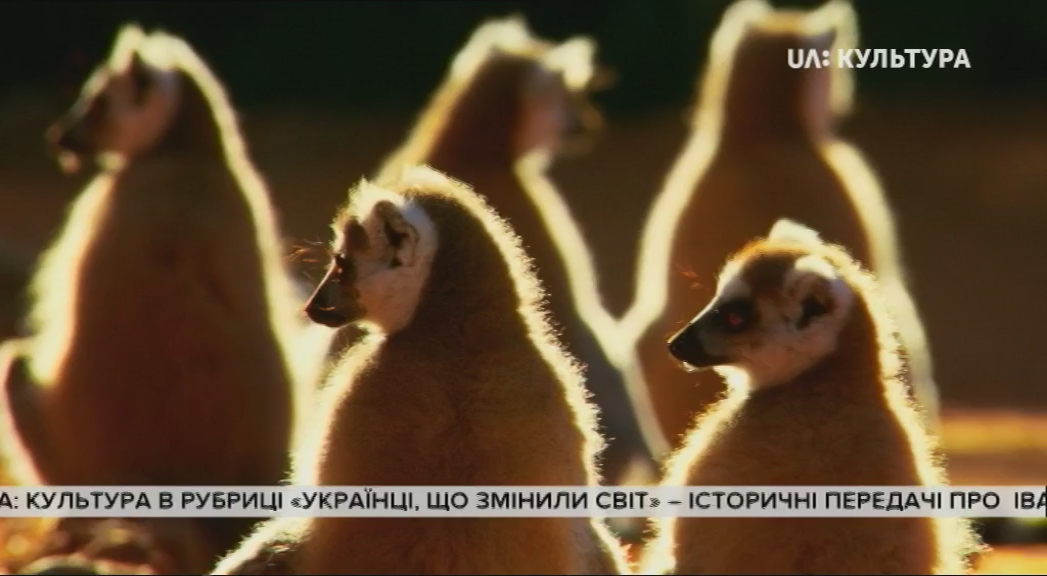 Кадр 3 з Дикий Мадагаскар