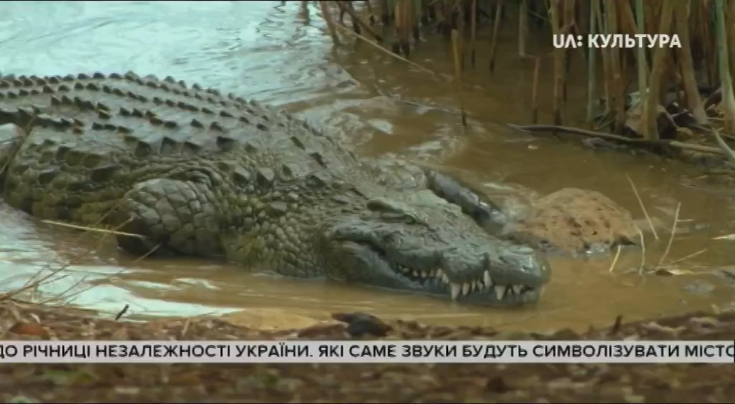 Кадр 4 з Дикий Мадагаскар