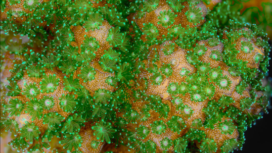 Кадр 1 з Дива коралового рифа