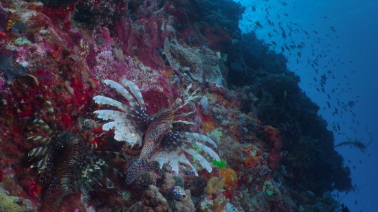 Кадр 2 з Дива коралового рифа