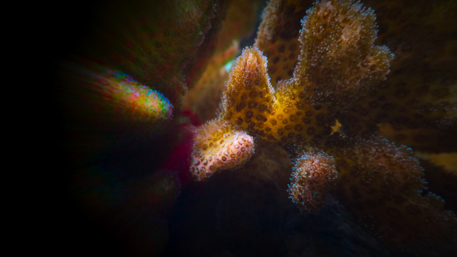 Кадр 4 з Дива коралового рифа