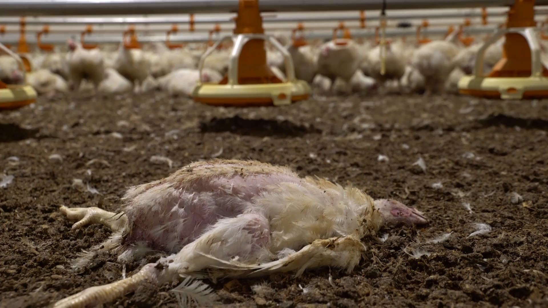 Кадр 2 з Домініон