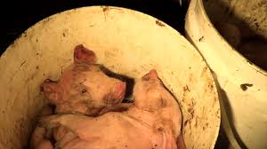 Кадр 3 з Домініон