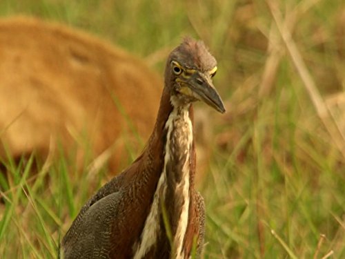 Кадр 1 з Дика Бразилія 1 сезон