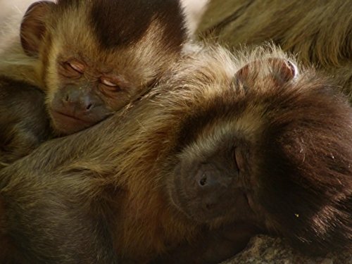 Кадр 2 з Дика Бразилія 1 сезон