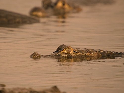 Кадр 3 з Дика Бразилія 1 сезон