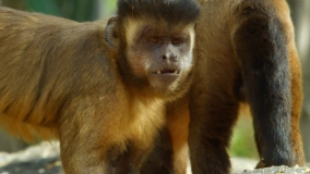 Кадр 4 з Дика Бразилія 1 сезон