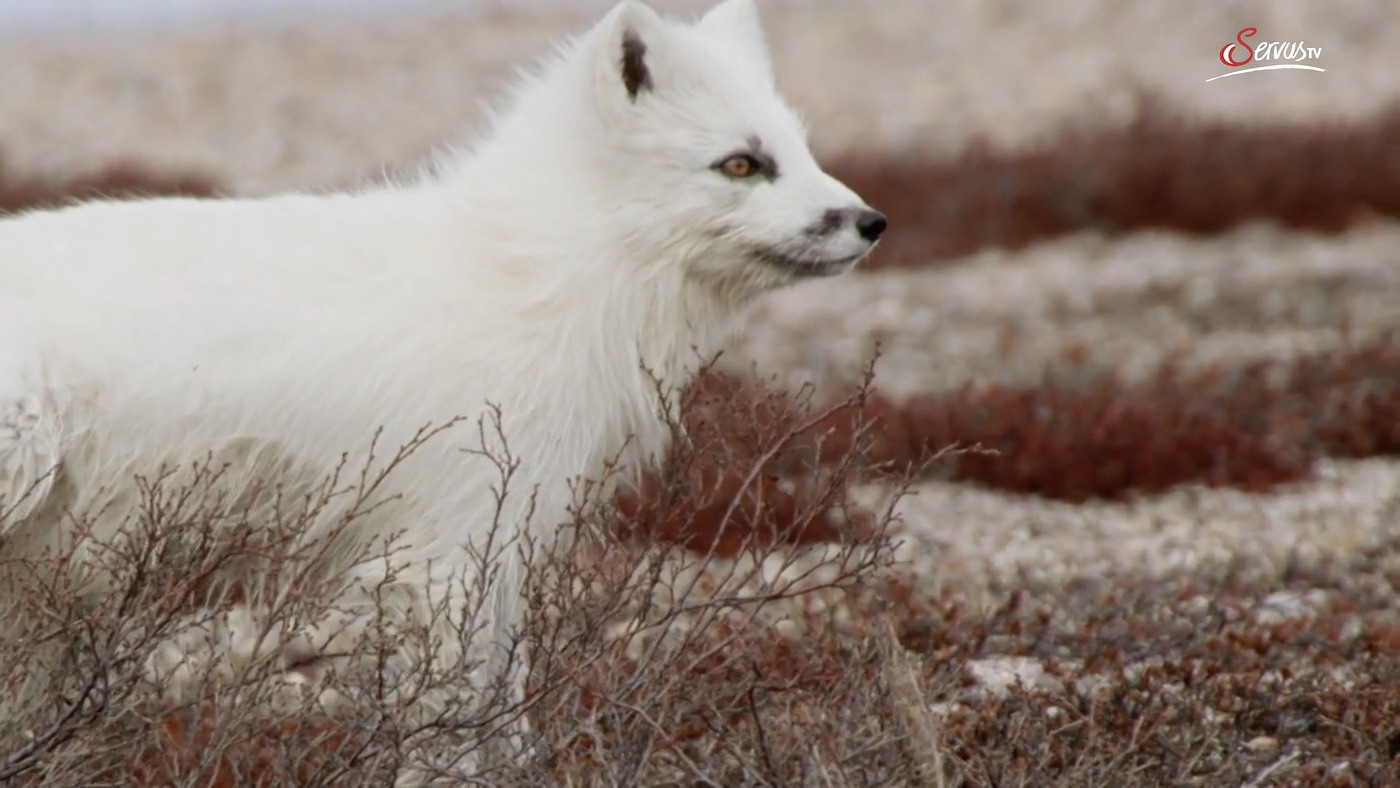 Кадр 4 з Дика Канада 1 сезон