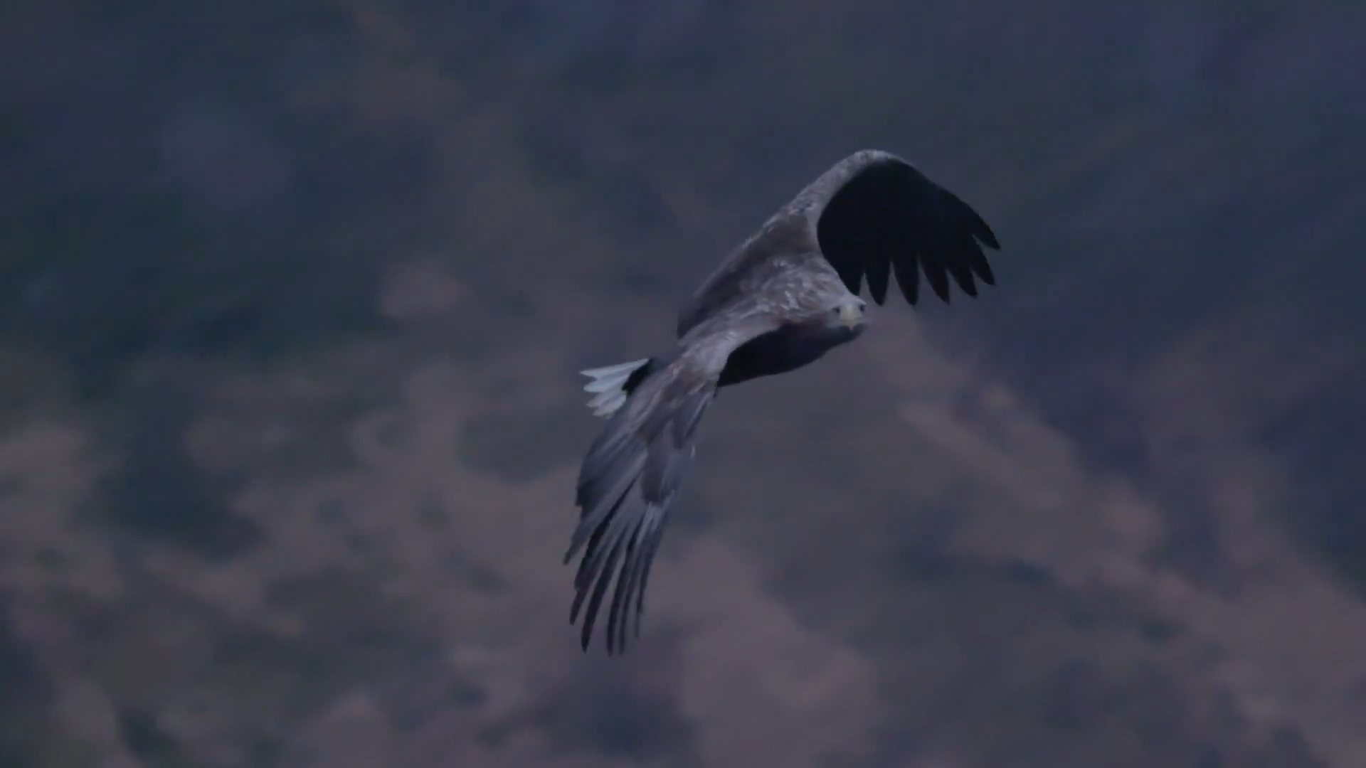 Кадр 3 з Дика Скандинавія 1 сезон