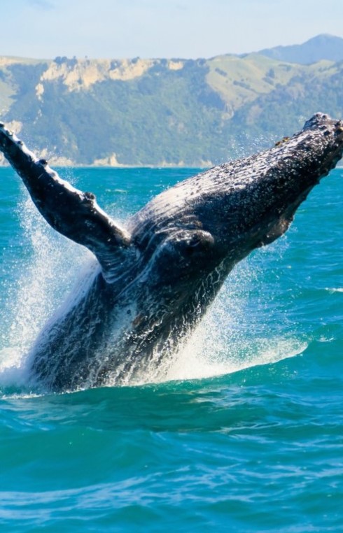 Кадр 1 з Дикі Гаваї 1 сезон