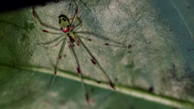 Кадр 3 з Дикі Гаваї 1 сезон