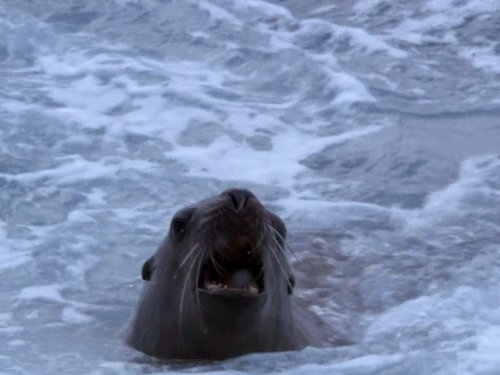 Кадр 1 з Дива природи / Бі-Бі-Сі Найвеличніші події живої природи 1 сезон