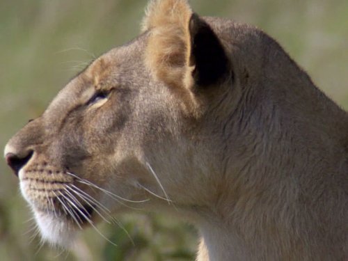 Кадр 2 з Дива природи / Бі-Бі-Сі Найвеличніші події живої природи 1 сезон