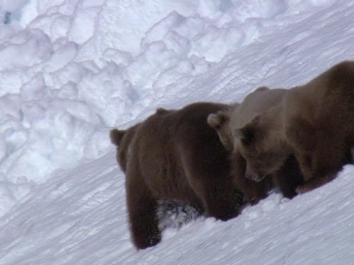 Кадр 3 з Дива природи / Бі-Бі-Сі Найвеличніші події живої природи 1 сезон
