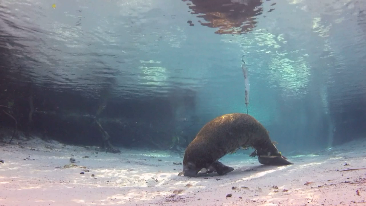 Кадр 1 з Еверглейдс: Ламантини Кришталевої річки