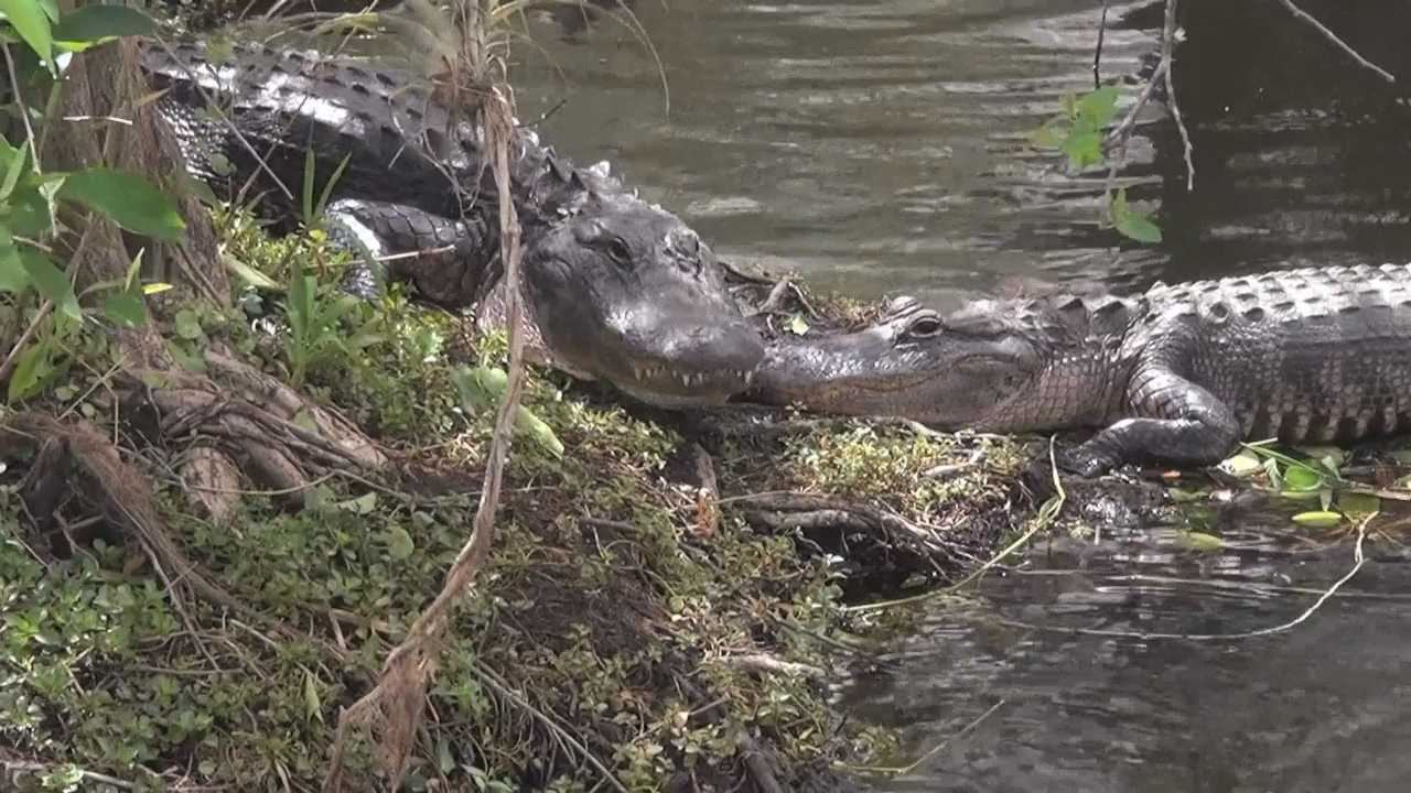 Кадр 2 з Еверглейдс: Ламантини Кришталевої річки