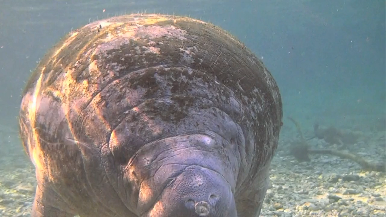 Кадр 3 з Еверглейдс: Ламантини Кришталевої річки