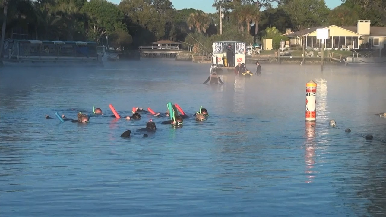 Кадр 4 з Еверглейдс: Ламантини Кришталевої річки