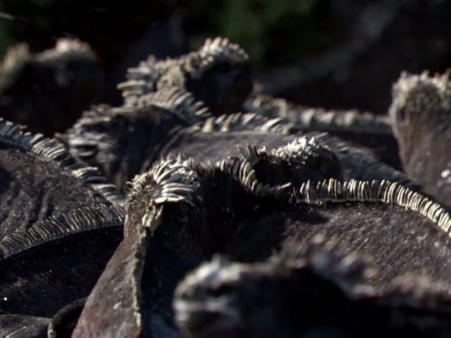 Кадр 1 з Галапагоси / Ґалапаґоси 1 сезон