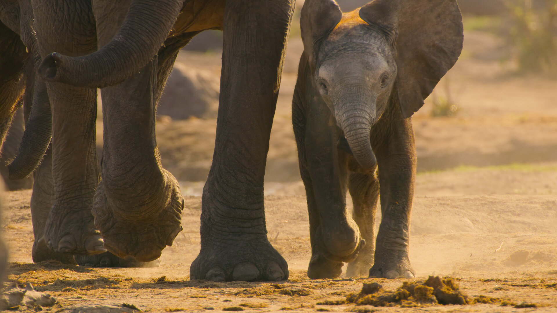 Кадр 4 з Як вижити в раю: Історія родини