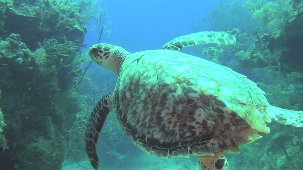 Кадр 1 з Карибські острови: Занурення з акулами