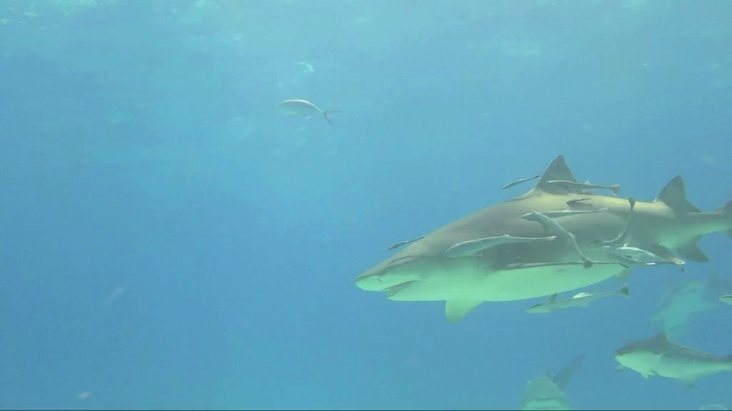 Кадр 3 з Карибські острови: Занурення з акулами