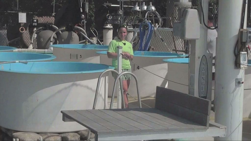 Кадр 4 з Карибські острови: Занурення з акулами