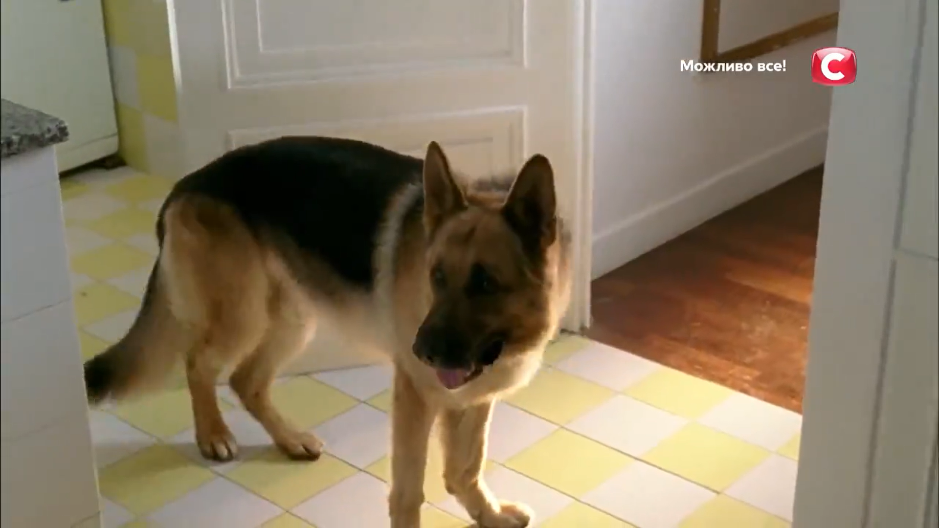 Кадр 3 з Комісар Рекс 13 сезон