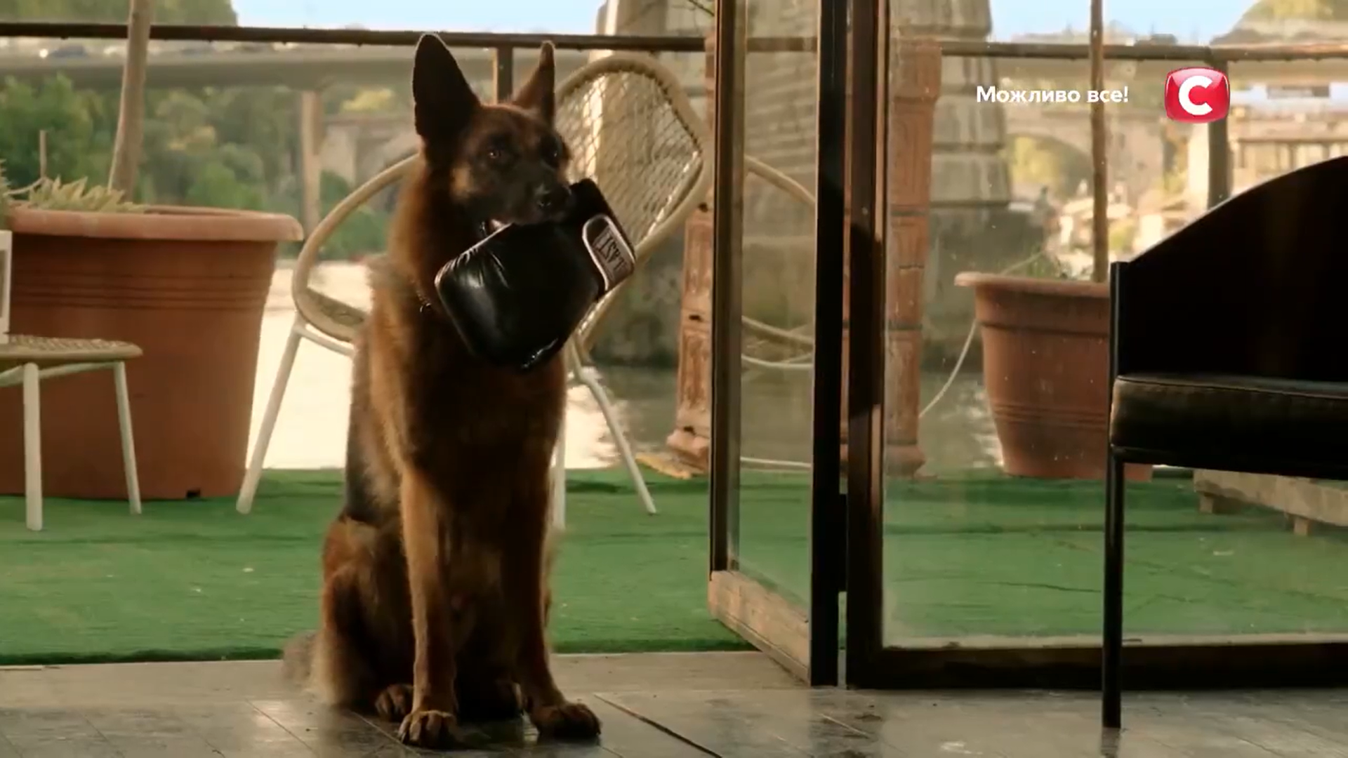 Кадр 1 з Комісар Рекс 16 сезон