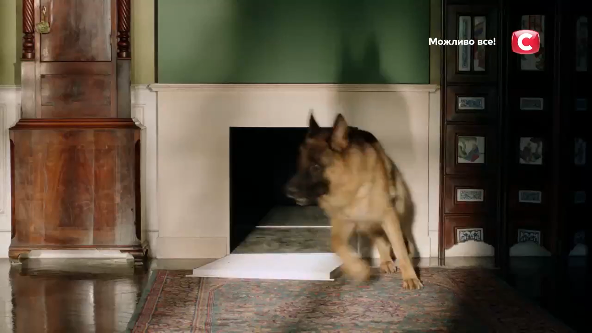 Кадр 2 з Комісар Рекс 16 сезон