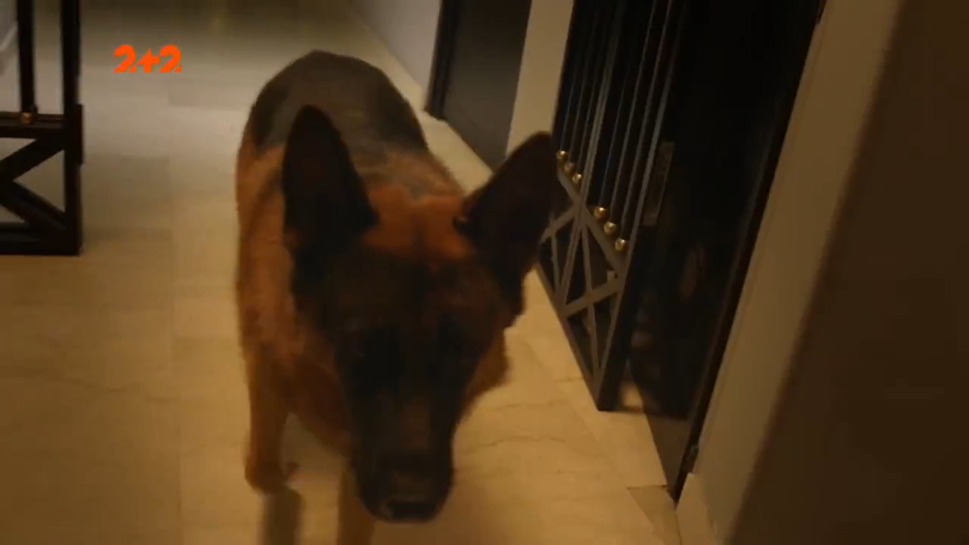 Кадр 2 з Комісар Рекс 17 сезон