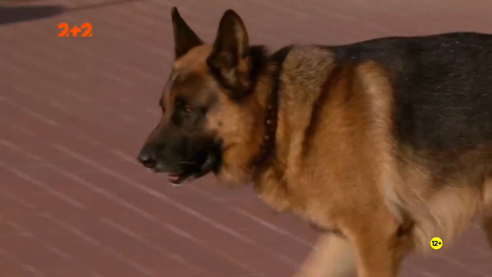 Кадр 1 з Комісар Рекс 18 сезон