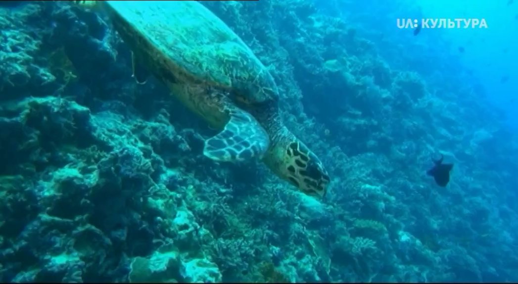 Кадр 1 з Кораловий риф: дивовижні підводні світи