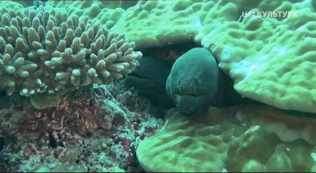 Кадр 2 з Кораловий риф: дивовижні підводні світи