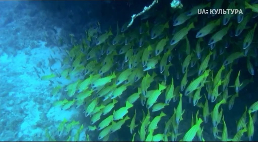 Кадр 4 з Кораловий риф: дивовижні підводні світи