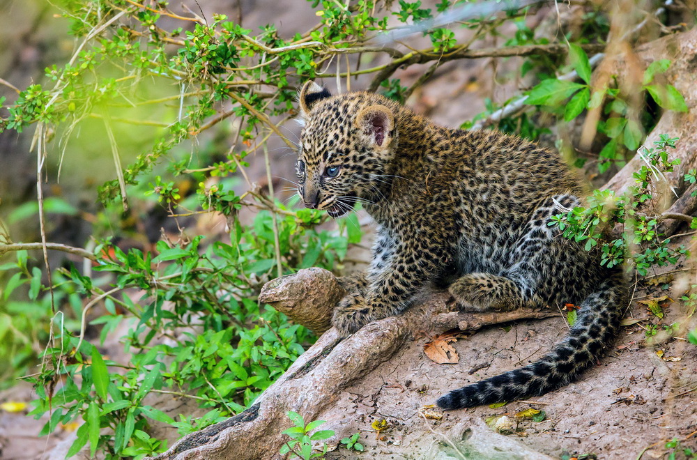 Кадр 1 з Королева леопардів