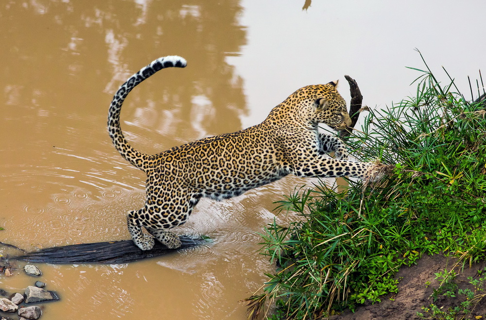 Кадр 2 з Королева леопардів